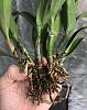 Ctna. - Root Rot - Divide or Just Repot-6645e012-fc38-4419-ab62-a6631bd360c9-jpg