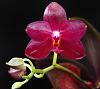Phalaenopsis  Ho's Black Cherub-dsc00743-01-01-jpg