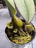 Bulbophyllum phalaenopis question-mvimg_20200410_095146-jpg