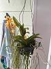 High light high water plants for orchidarium-vandopsis-phal-buysonniana-vanda-garayi-jpg