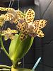 High light high water plants for orchidarium-little-one2-jpg