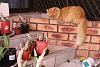 ginger cat-cat2-jpg