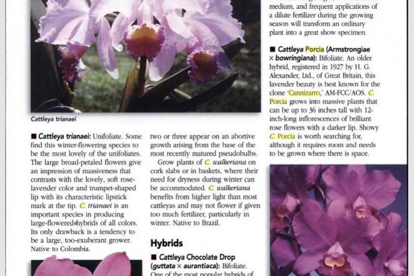 Cattleya Portia 'Cannizaro'-complete-guide-orchids-jpg