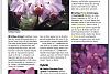 Cattleya Portia 'Cannizaro'-complete-guide-orchids-jpg