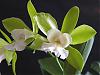 Orchids with a strong scent-epic-white-jade-2-jpg