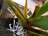 New Orchids Arrived - Toss Them??-plant-1-jpg