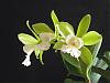 Orchids with a strong scent-epic-white-jade-3-jpg