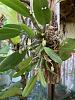Dendrobium lindleyi-5957598b-a025-49b2-a1ba-0d31576c501a-jpg