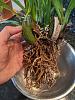 pot size and medium-washed-roots-jpg