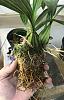 Coryanthes macrantha Doing Well, err, Better-992b0a96-cdfd-41cd-b63d-a3a8b3778265-jpg