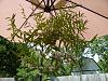 Dendrobium hercoglossum-den-hercoglossum-jpg