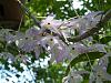 Dendrobium hercoglossum-denhercoglossum_b-jpg