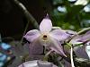 Dendrobium hercoglossum-denhercoglossum_c-jpg