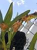 Is this a dendrobium or oncidium?-wls-wildfire-jamaica-leaves-jpg