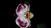 Phalanopsis with small purple spots on stem-20200509_212620-jpg