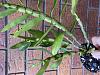Dendrobium Nobile new growth over winter?-c827ec9b-bc96-4f65-acc3-a7aa50c19aad-jpg