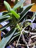 Treating the orchids in my sickbay: Zygos, a Phal, and an Angraecum-img_7853-jpg
