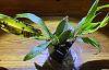 Treating the orchids in my sickbay: Zygos, a Phal, and an Angraecum-img_7859-jpg