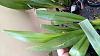 Oncidium diseased leaves-dsc_0010-jpg
