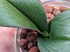 SH test appears to be failing with two phals?-leaf-jpg