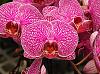 Empress dowager Phalaenopsis-phal-indlovukati-dscn2339-jpg
