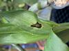 catasetum with leaf spots-image0-jpg
