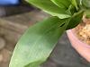 catasetum with leaf spots-image2-jpg