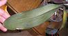 Help me save old womans phal....-p6190002-jpg