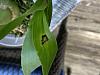 catasetum with leaf spots-image1-jpg