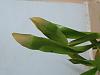 Need Help - Brassia orchid leaf tips turning brown-20200528_223403-jpg