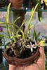 Question to the experienced Laelia lundii growers (blooming)-ecd8fa9c-51d6-40be-b30a-b212895aca05-jpg
