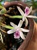 Question to the experienced Laelia lundii growers (blooming)-4f28cf1e-ff0a-4e71-aa6f-ccef8426f879-jpg