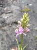 Dactylorhiza maculata-img_20200604_083345125-jpg
