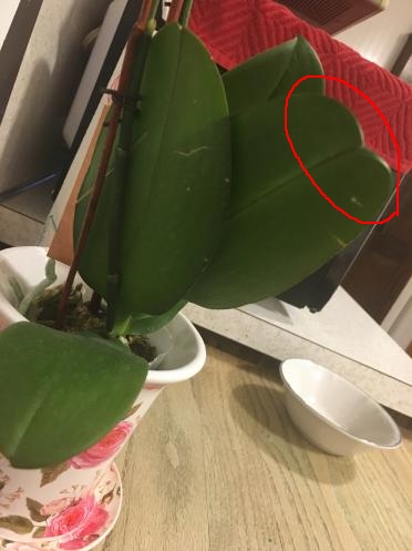 New to this, question about orchid leaves-shape-jpg