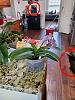 Phalaenopsis Chia E Yenlin 'Horng Lin'-black-beauty-jpg