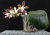 Phalaenopsis sumatrana-dsc00766-01-jpg