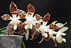 Phalaenopsis sumatrana-dsc00769-01-jpg