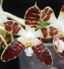 Phalaenopsis sumatrana-dsc00770-01-jpg