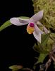 Loefgrenianthus blanche-amesiae-5082_loefgrenianthus-blanche-amesiae-2-jpg