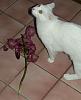 Cat &quot;Assisting&quot; with orchids-athena-eating-vanda-dscn0091-crop-jpg