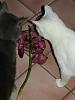 Cat &quot;Assisting&quot; with orchids-athena-eating-vanda-dscn0089-jpg