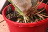 Relatively light watering of roots-newroots3-jpg