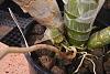 Relatively light watering of roots-newroots7-jpg