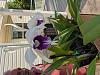Little Brook orchids-img_20200609_185035-jpg