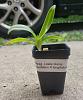 How do I care for a Phragmipedium Leslie Garay seedling?-img_9633-2-jpg