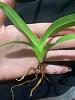 How do I care for a Phragmipedium Leslie Garay seedling?-img_9648-2-jpg