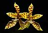 Phalaenopsis pantherina-phal-pantherina-jpg