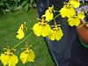 All yellow Oncidium-lemonheart-jpg