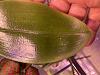 Phal bellina limp transparent leaf-944e667d-01c3-4ab7-9389-ef1a61ca9d28-jpg