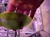 Phal bellina limp transparent leaf-c412b0b1-ed9b-4362-8a9f-3cc5daae053f-jpg